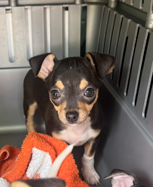 Pinch, an adoptable Chihuahua in Bolivar, MO