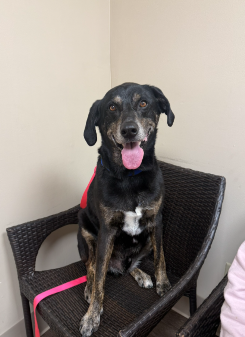 BLACKIE - Labrador Retriever / German Shepherd Dog available for adoption