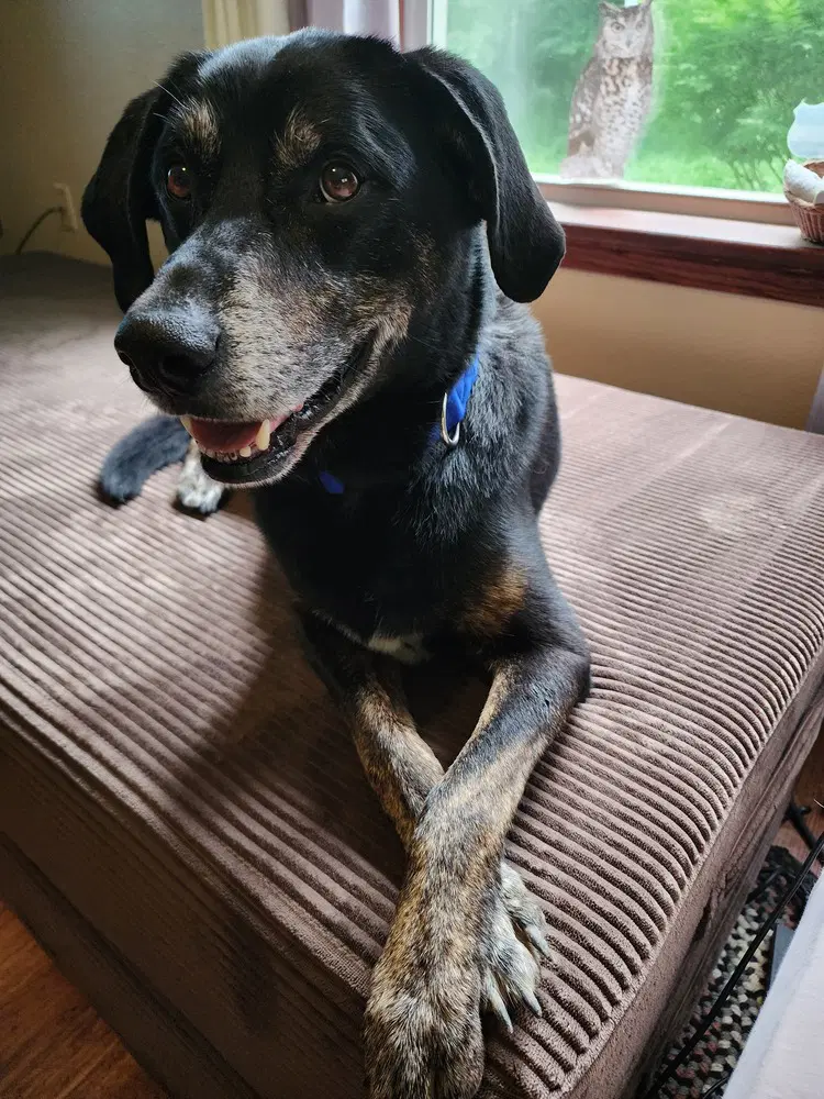 Blackie - Labrador Retriever