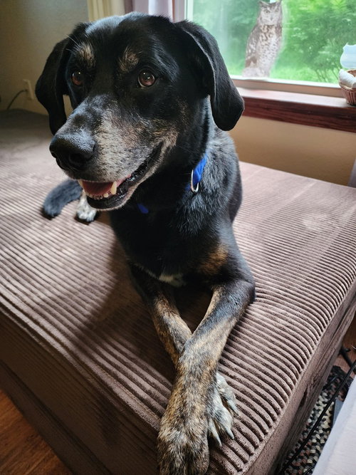 BLACKIE - Labrador Retriever / German Shepherd Dog available for adoption