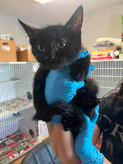 TIDE - Domestic Short Hair for adoption in Springfield