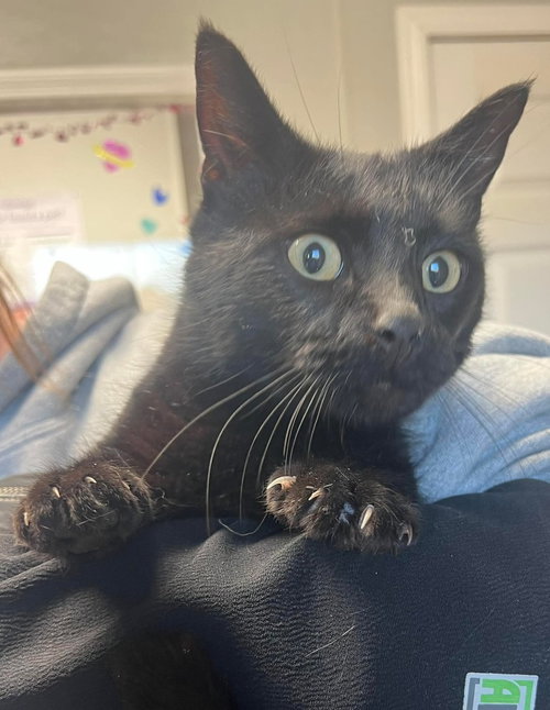 MIST - Domestic Short Hair for adoption in Springfield