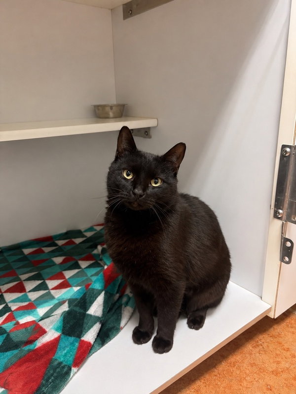Thackery Binx