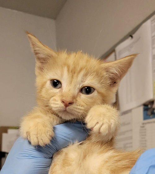 MARMALADE - Domestic Short Hair for adoption in Springfield
