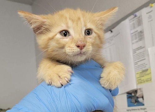 MOOSE - Domestic Short Hair for adoption in Springfield