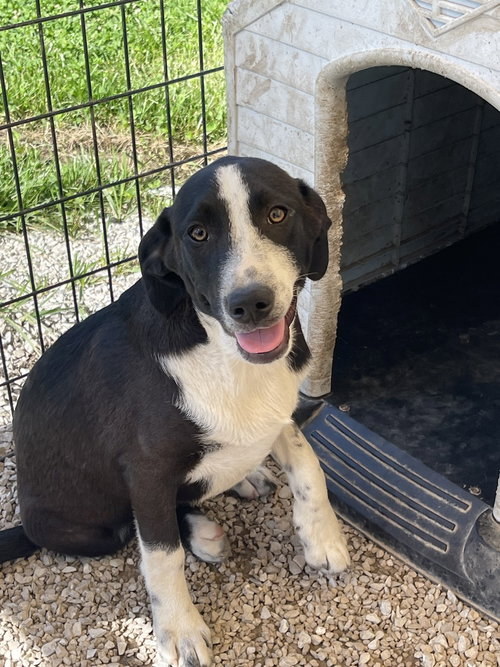 Courage, an adoptable Australian Cattle Dog in Bolivar, MO