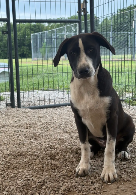 COURAGE - Australian Cattle Dog/Blue Heeler for adoption in Springfield