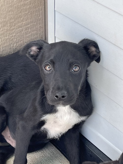 GRIT - Australian Cattle Dog/Blue Heeler for adoption in Springfield