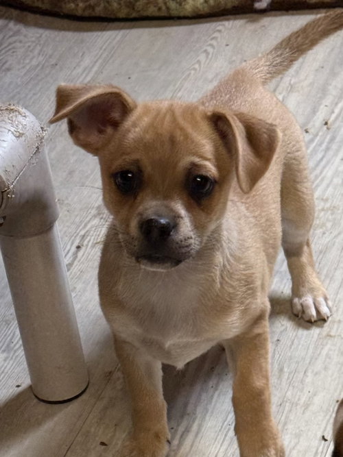 SKINNY - Chihuahua / Beagle available for adoption