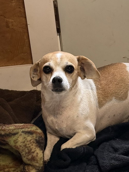 JORDACHE - Chihuahua / Beagle available for adoption
