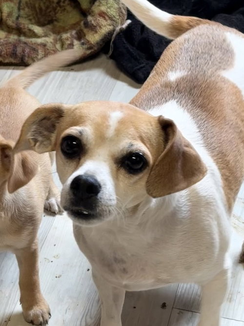 JORDACHE - Chihuahua / Beagle available for adoption