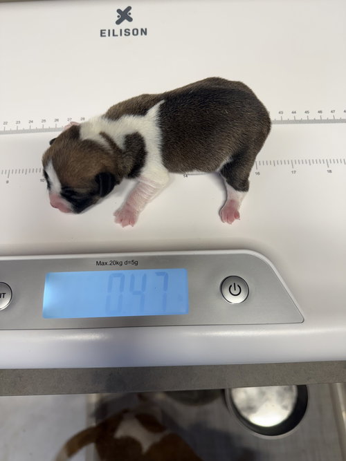 BOOTCUT - Chihuahua / Beagle available for adoption