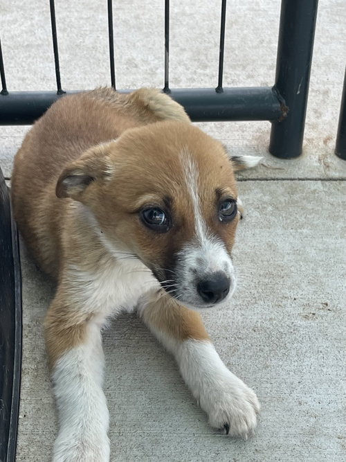 TENACITY - Australian Cattle Dog/Blue Heeler for adoption in Springfield