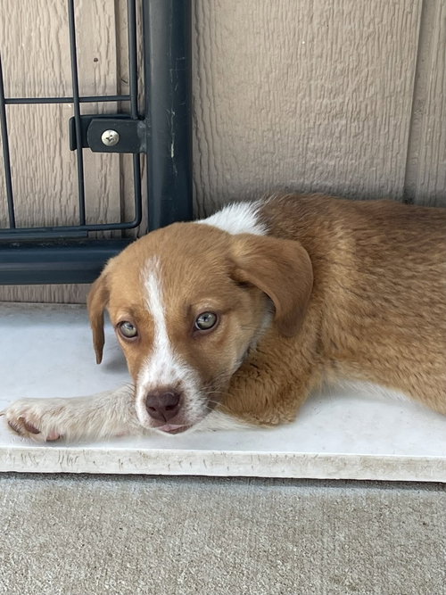 PERSEVERANCE - Australian Cattle Dog/Blue Heeler for adoption in Springfield