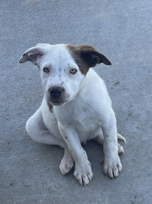SOLDIER - Australian Cattle Dog/Blue Heeler for adoption in Springfield