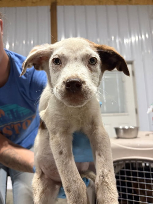 SOLDIER - Australian Cattle Dog/Blue Heeler available for adoption