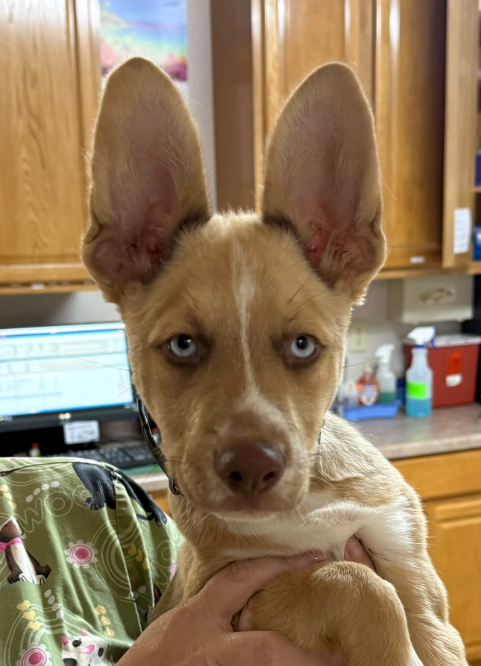 HERCULES - Siberian Husky / Belgian Shepherd Malinois for adoption in Springfield