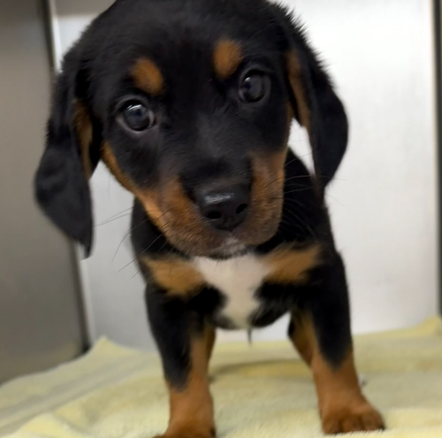 PIPPIN - Beagle / Dachshund available for adoption