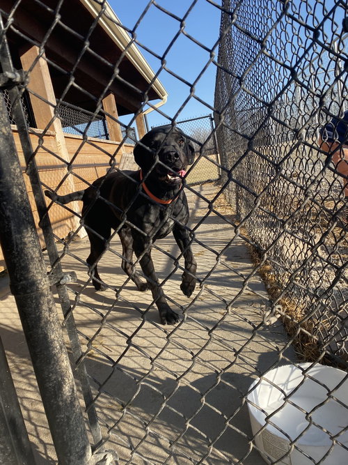 DUKE - Labrador Retriever / Great Dane available for adoption