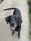 Duke - Photo 1