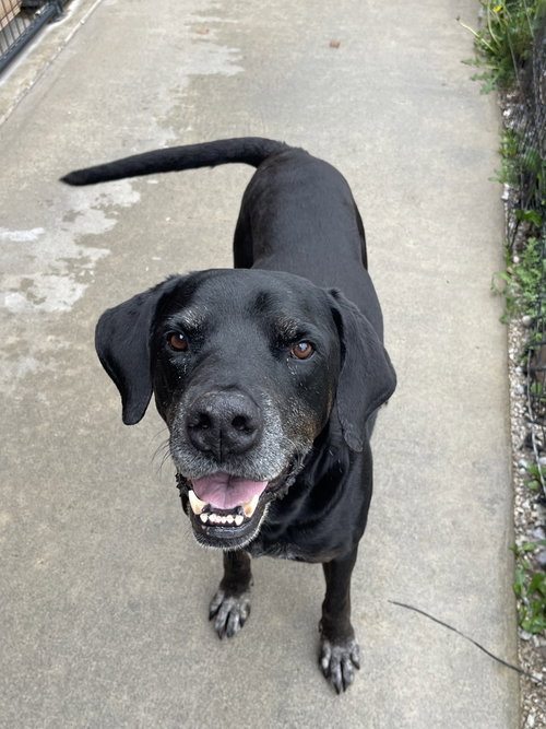 DUKE - Labrador Retriever / Great Dane available for adoption