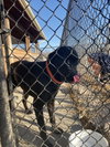 Duke - Photo 2
