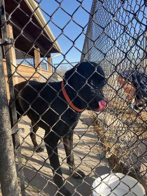 DUKE - Labrador Retriever / Great Dane available for adoption