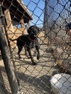 Duke - Photo 3