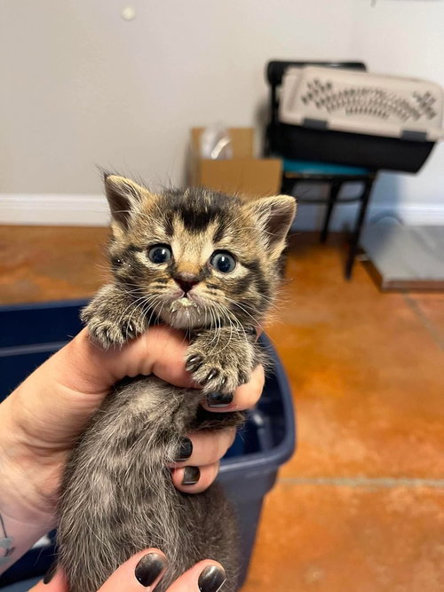 FUM - Domestic Short Hair available for adoption