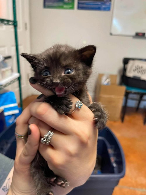 FEE - Domestic Short Hair available for adoption