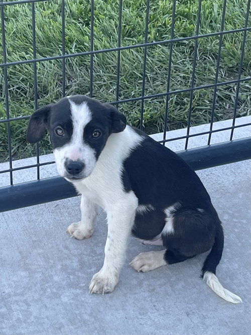 Fighter, an adoptable Australian Cattle Dog in Bolivar, MO