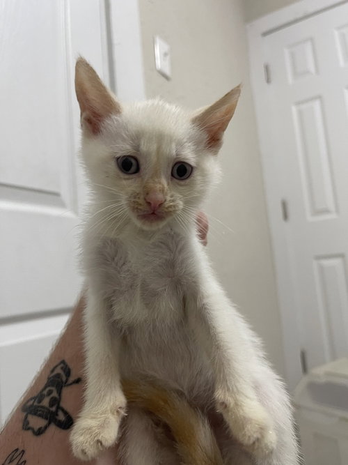 Lucky Strike, an adoptable Domestic Short Hair in Bolivar, MO