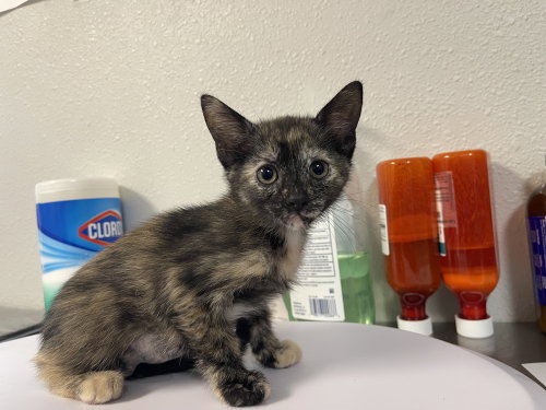 Lasagna, an adoptable Domestic Short Hair in Bolivar, MO