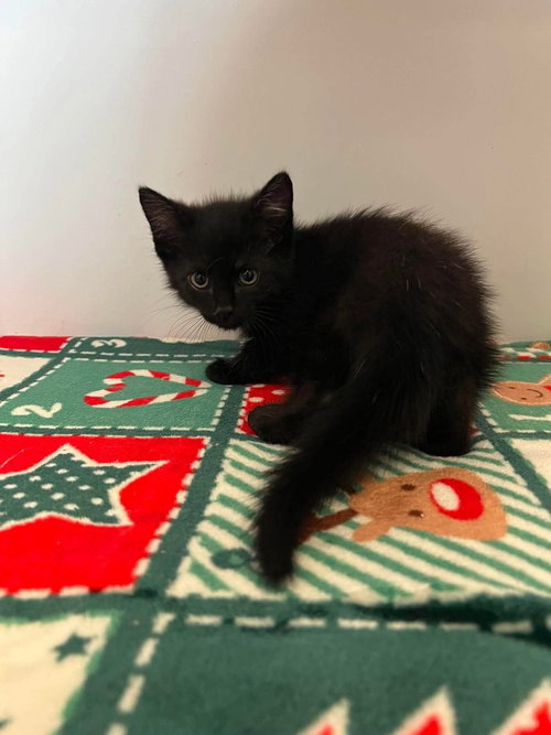 Atticus, an adoptable Domestic Short Hair in Bolivar, MO