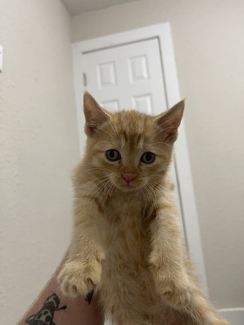 Pall Mall, an adoptable Domestic Short Hair in Bolivar, MO
