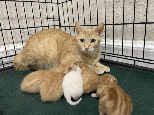 Cigarette, an adoptable Domestic Short Hair in Bolivar, MO