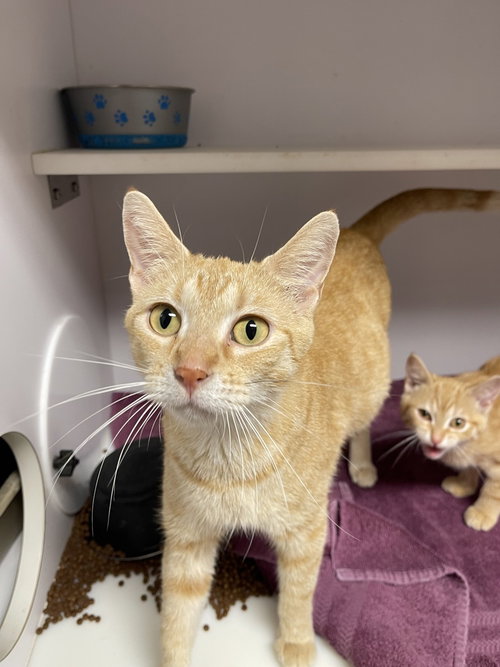 Cigarette, Young Domestic Short Hair, cat for adoption in Springfield, Missouri