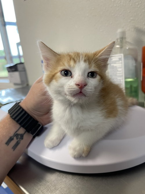 Singer, an adoptable Domestic Short Hair in Bolivar, MO