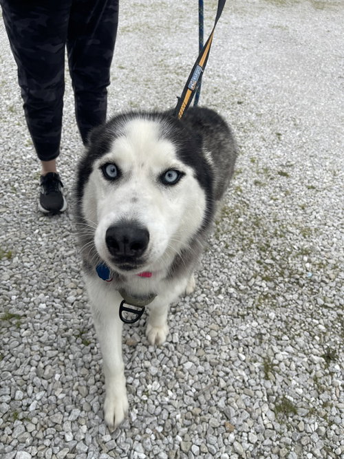 Mina, an adoptable Siberian Husky in Bolivar, MO