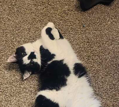 Megladon, an adoptable Domestic Medium Hair in Bolivar, MO