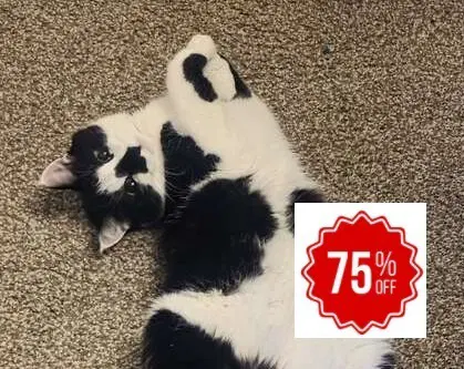 Megladon - Domestic Medium Hair