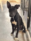 Runtz - Photo 1