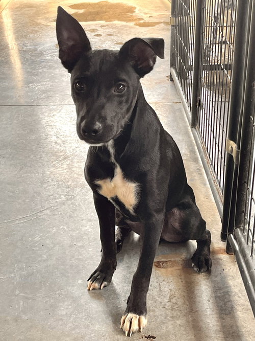 RUNTZ - Australian Cattle Dog/Blue Heeler / Cane Corso Mastiff available for adoption