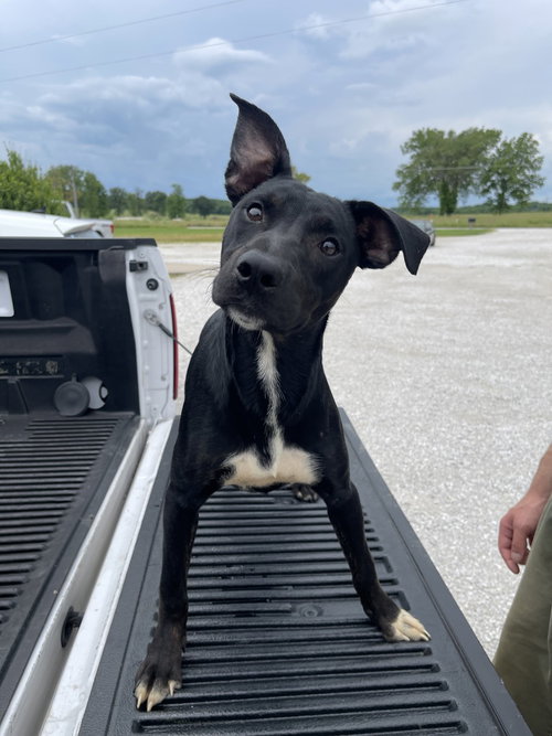 RUNTZ - Australian Cattle Dog/Blue Heeler / Cane Corso Mastiff available for adoption