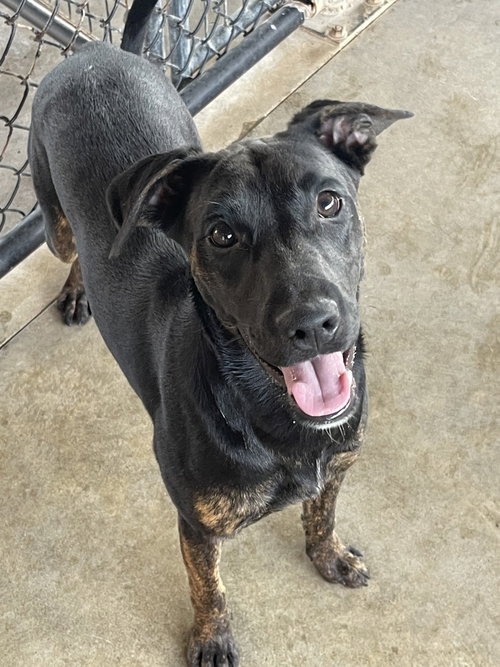 MABLE - Australian Cattle Dog/Blue Heeler / Cane Corso Mastiff available for adoption