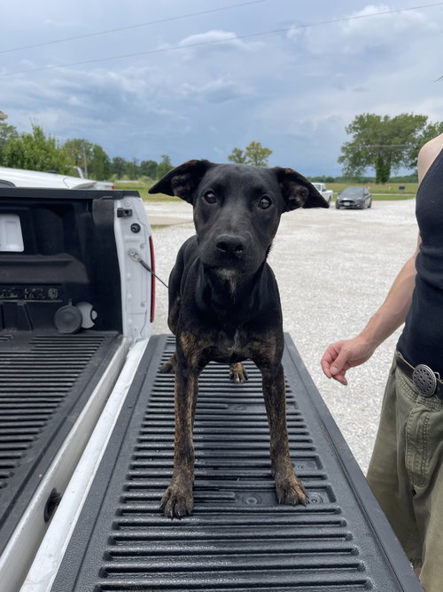 MABLE - Australian Cattle Dog/Blue Heeler / Cane Corso Mastiff available for adoption