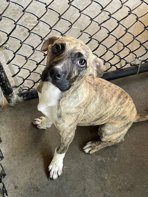 Perez, an adoptable Labrador Retriever in Bolivar, MO