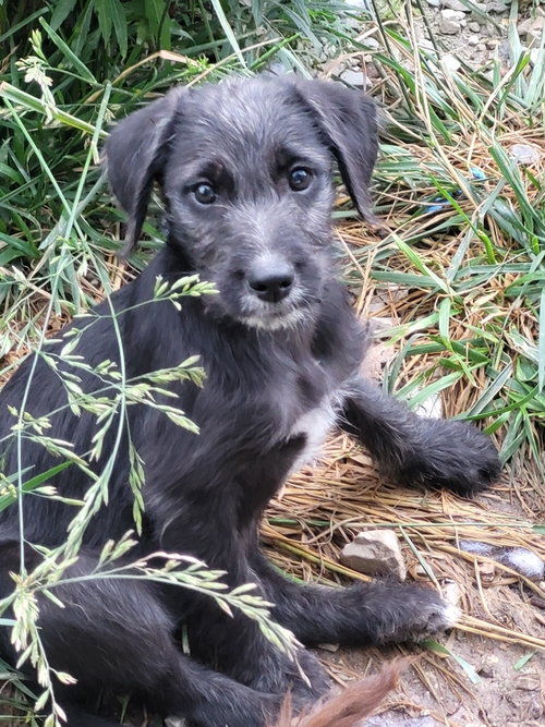 Venus, an adoptable Poodle in Bolivar, MO