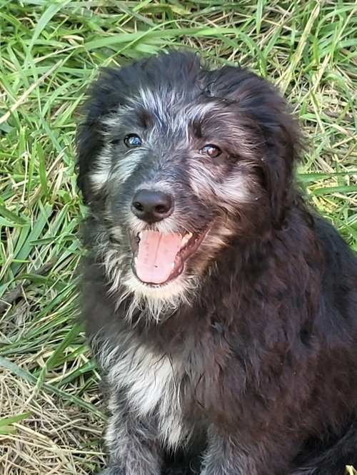 Mercury, an adoptable Poodle in Bolivar, MO