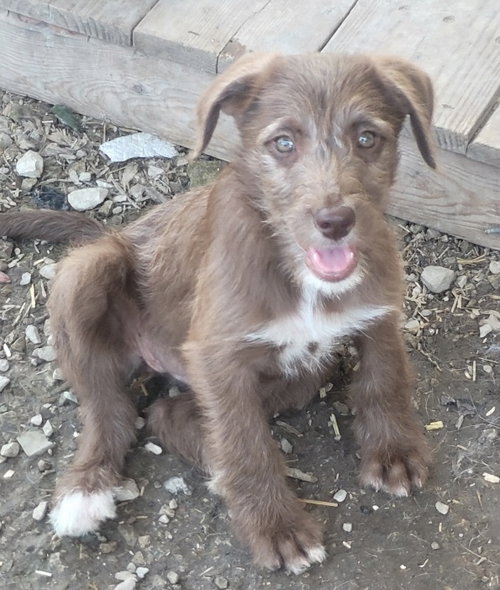 Uranus, an adoptable Poodle in Bolivar, MO
